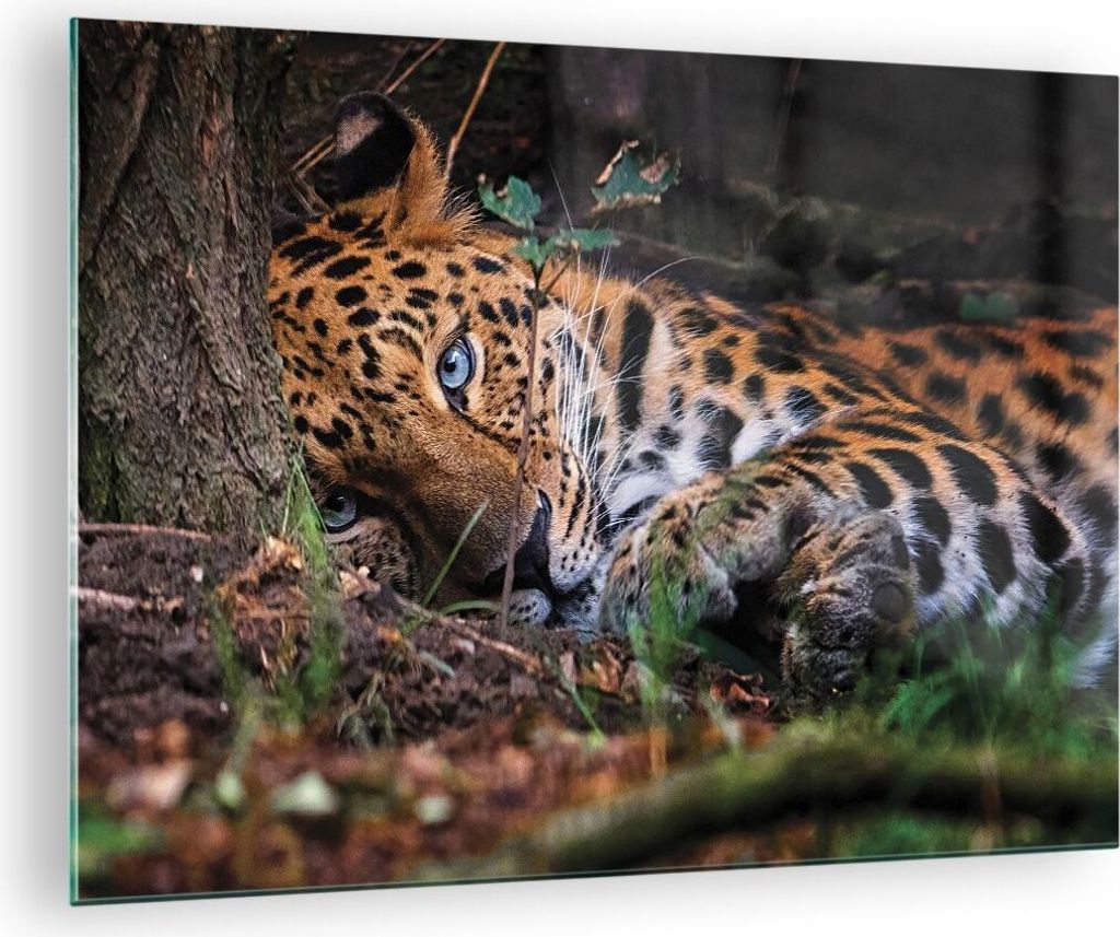 Bilder auf glas - Einteilig - Leopard Porträt Jaguar - 70x50cm - Glasbilder - Wandbilder - Bilder - zum Aufhängen bereit - Wanddekoration aus Gla...