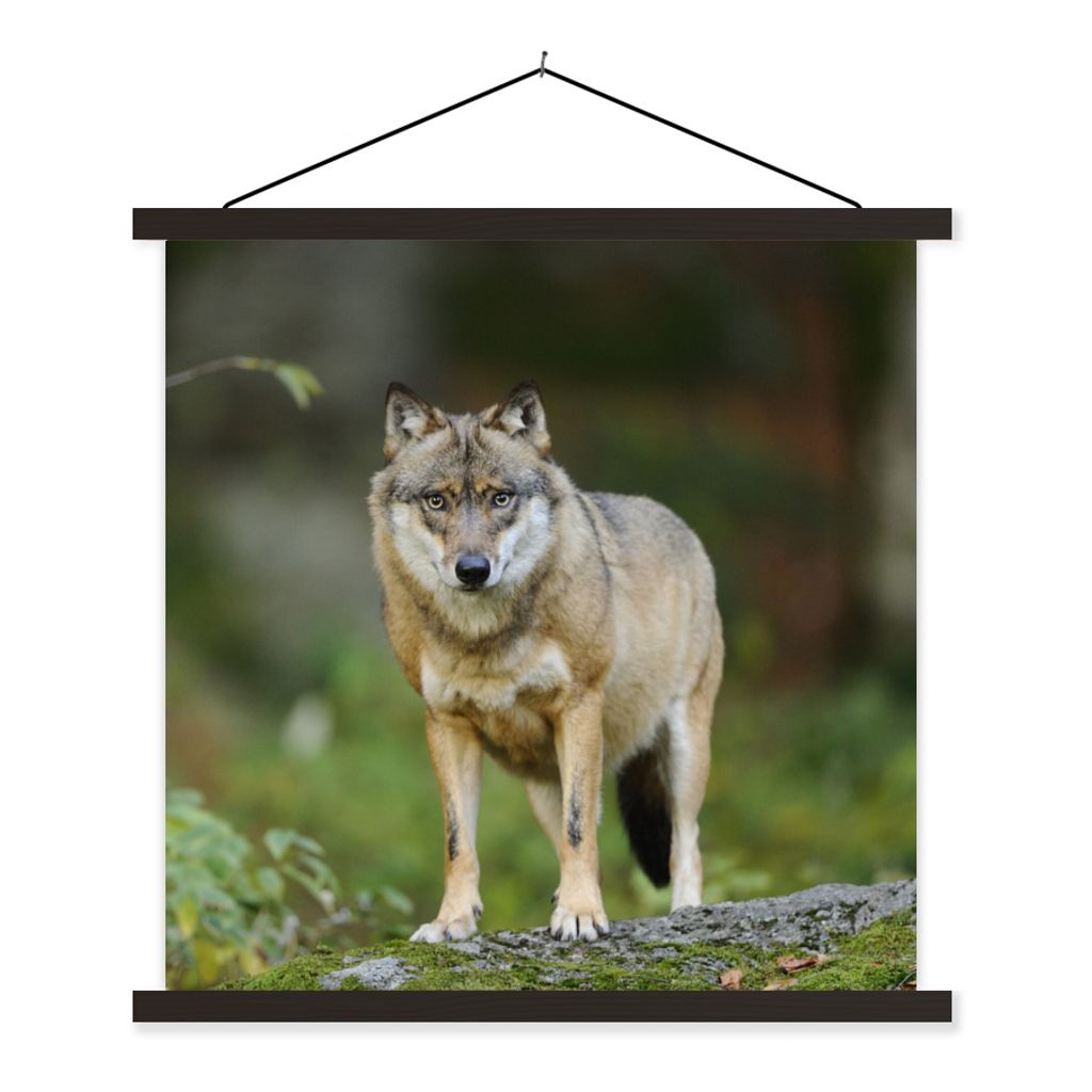 MuchoWow Textilposter Wolf - Asien - Pflanzen 40x40 cm mit schwarzem Rahmen - Fotos