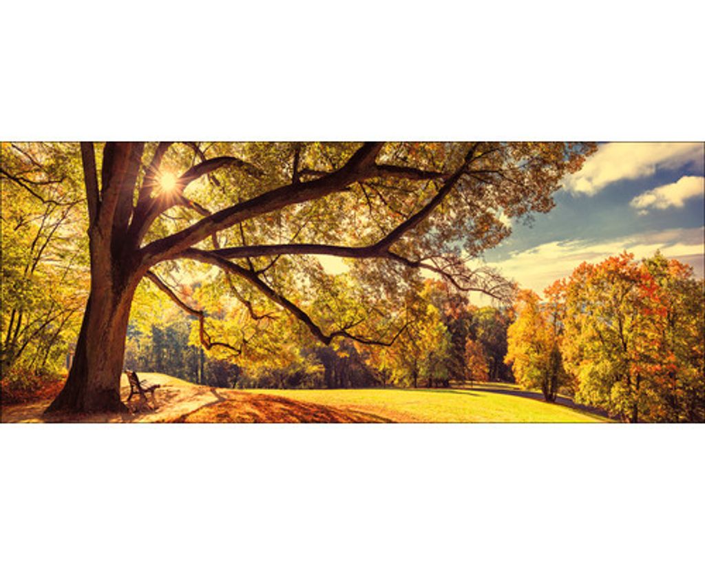Glasbild Sunshine in the park 80x30 cm