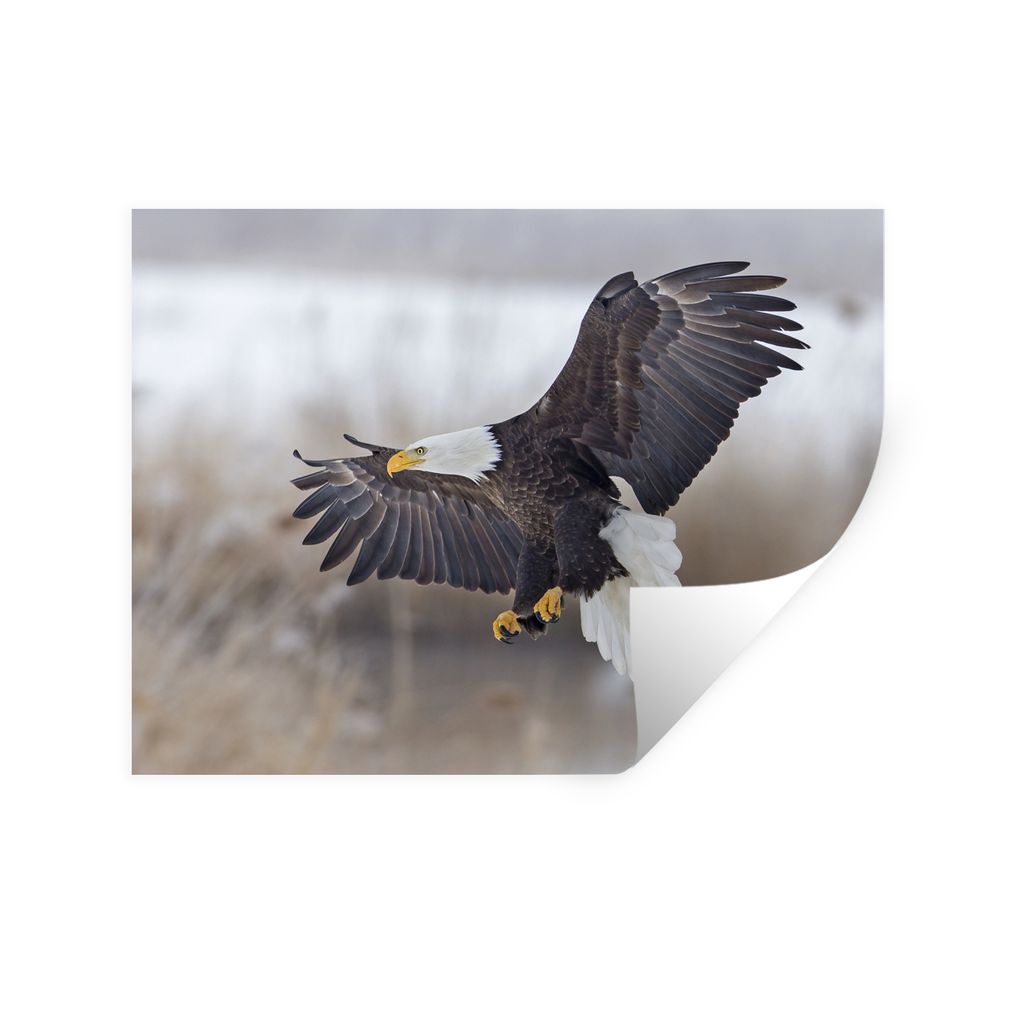 MuchoWow Wandtattoo Wandsticker Wandaufkleber Amerikanischer Weißkopfseeadler - Adler - Vogel 160x120 cm Selbstklebend und Repositionierbar - Se...
