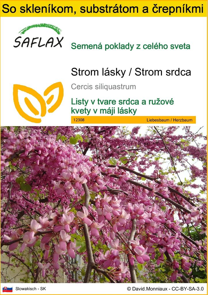 SAFLAX Kultivačný set - Strom lásky / Strom srdca - Cercis Obrázok produktu 