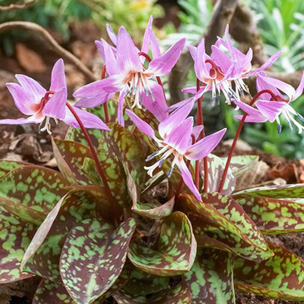 Erythronium bulbo Bulbi di fiori Fiori Dogtooth Purple King Immagine del prodotto 