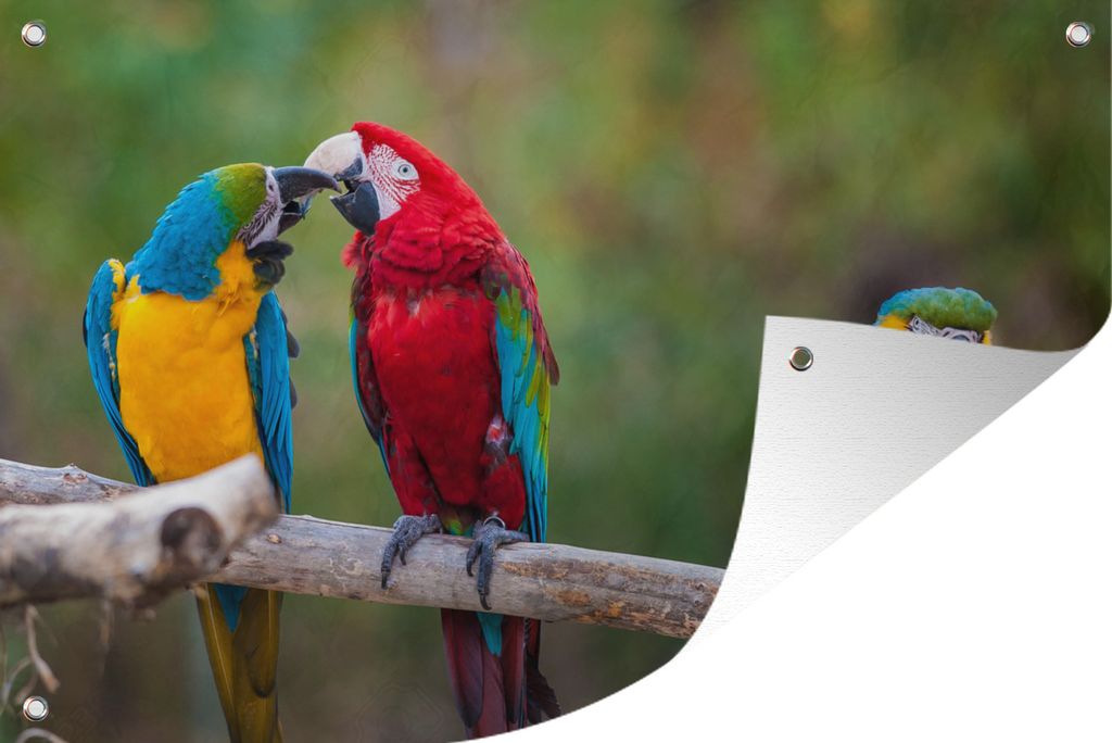MuchoWow 60x40 cm Outdoor-Poster Gartendeko Sichtschutz Garten Poster für den Garten Bunte Blau-Kirschen auf einem großen Ast