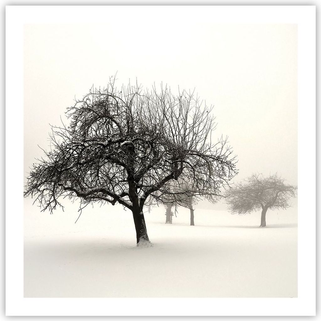 Poster - Poster ohne Rahmen - Bäume Schnee Nebel - 60x60 cm - Wand Bild - Wanddeko - Wandbilder - Kunstposter - Wandposter - Bilder - Kunstdruck -...