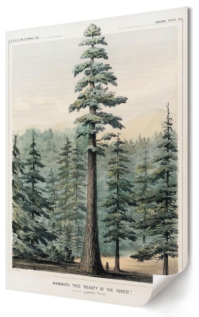 Wellingtonia- Kunstdruck A2 (42x59 cm) - Religiös, Klassisch, Historisch- Wandbild für Wohnzimmer Schlafzimmer & Flur, Modernes Poster Wanddeko, ...