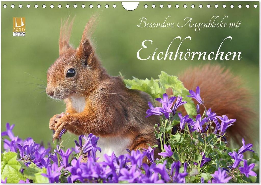 Besondere Augenblicke mit Eichhörnchen (Wandkalender 2026 DIN A4 quer), CALVENDO Monatskalender