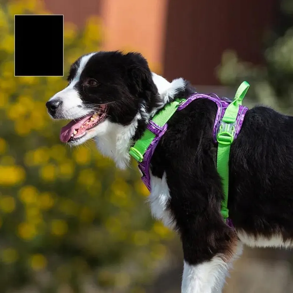 Pettorina Cane Truelove Riflettente M: Equipaggiamento Tecnico No-Pull - 5