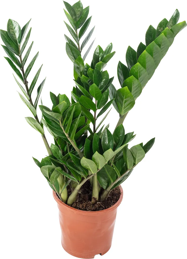 Zamioculcas zamiifolia - Plante de bureau idéale et facile - H55 cm