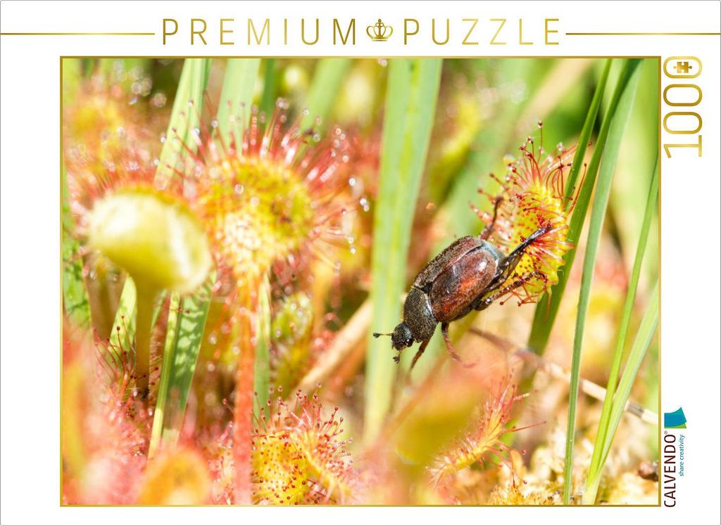 CALVENDO Puzzle Laubkäfer an Sonnentau 1000 Teile Puzzle quer | 1000 Teile Lege-Größe 64x48cm Foto-Puzzle für glückliche Stunden