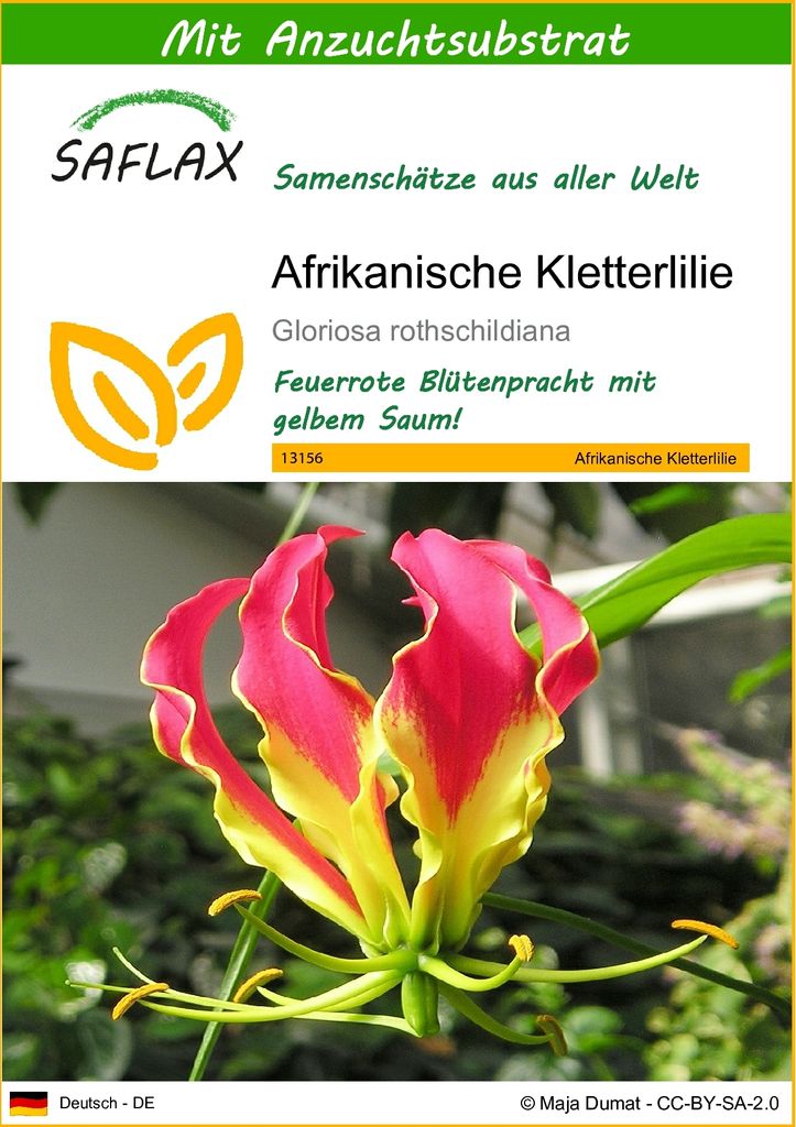 SAFLAX - Afrikanische Kletterlilie - Gloriosa Produktbild 