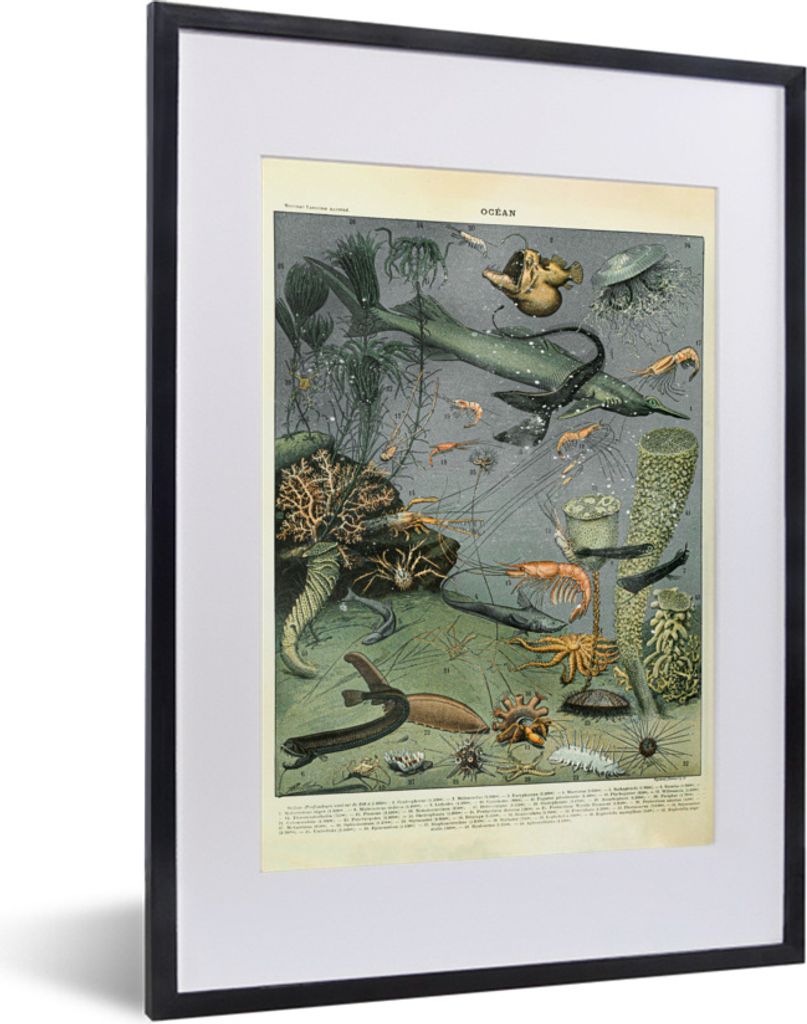 MuchoWow Gerahmtes Poster Meerestiere - Korallen - Natur 30x40 cm - Poster mit Schwarzem Bilderrahmen Wandposter Rahmen Foto Bilder - Wandposter ...