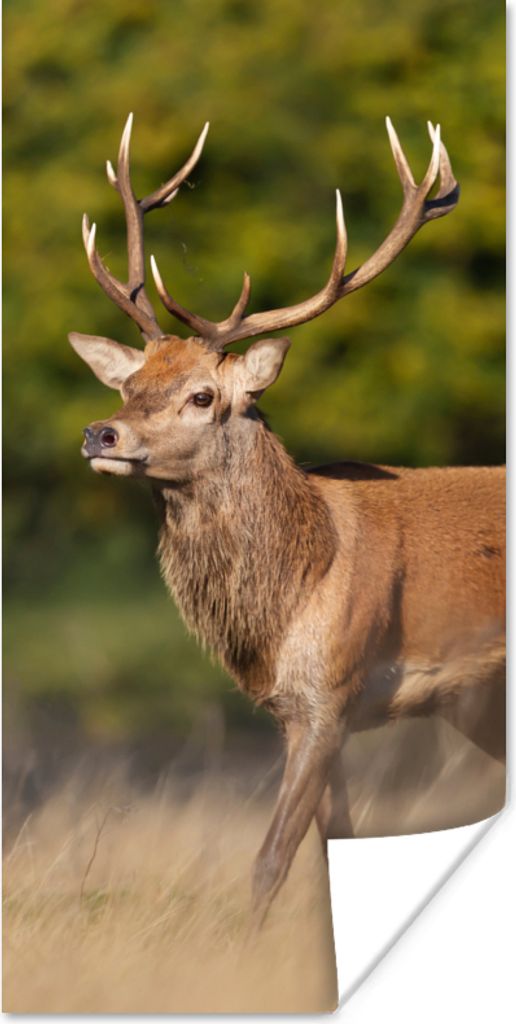 MuchoWow Poster Tiere - Hirsche - Geweihe - Waldtiere - Natur 75x150 cm - Dekoration für die Wände