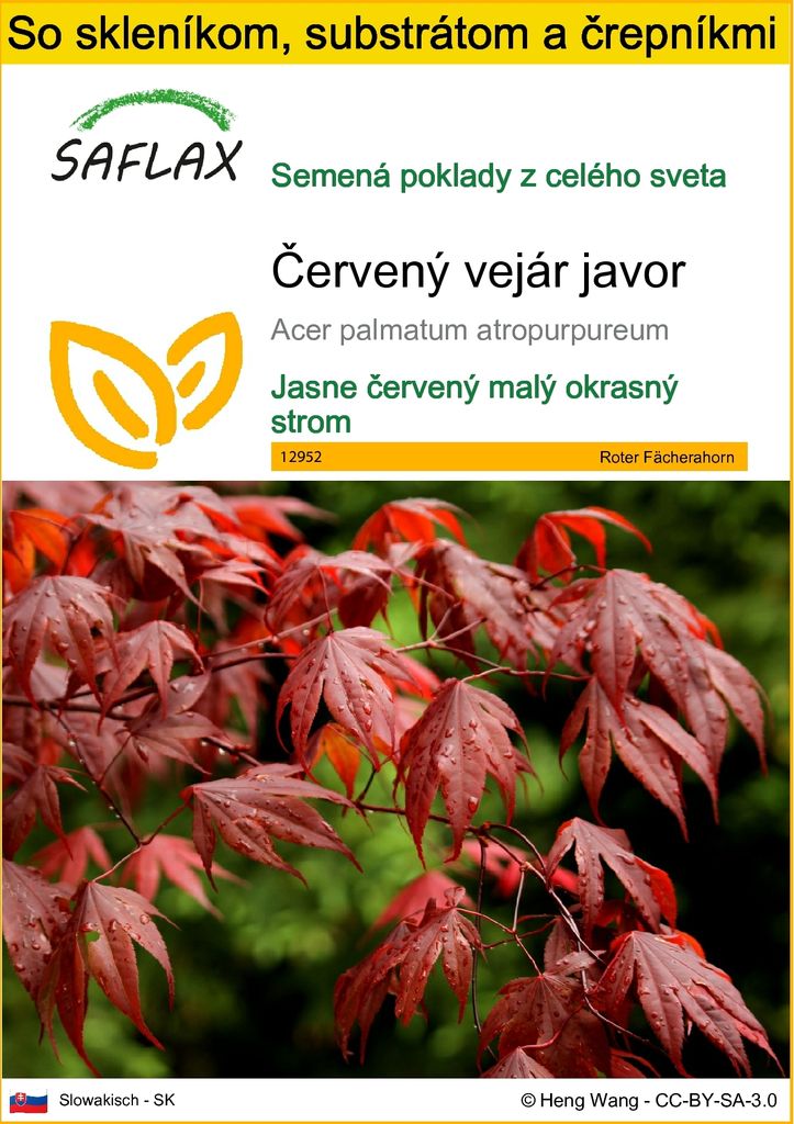 SAFLAX Kultivačný set - Červený vejár javor - Acer palmatum Obrázok produktu 