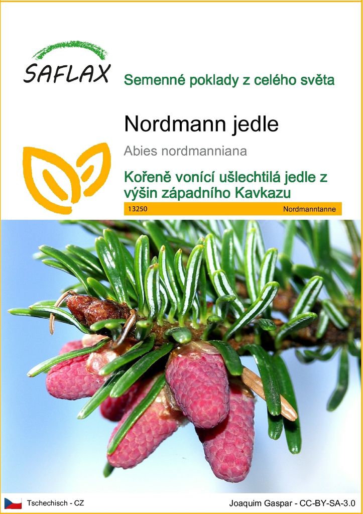 SAFLAX - Nordmann jedle - Abies nordmanniana - 20 Semena Obrázek produktu 