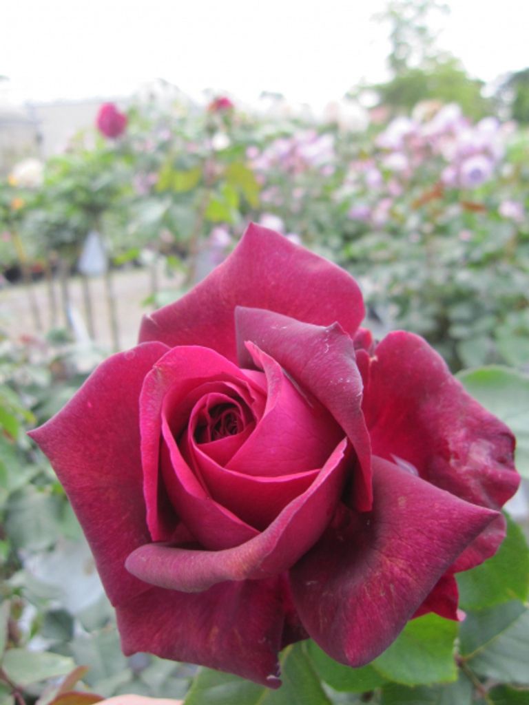 Rosa Gräfin Diana ® - Stammrose - Parfuma Rose ® - Kordes Produktbild 