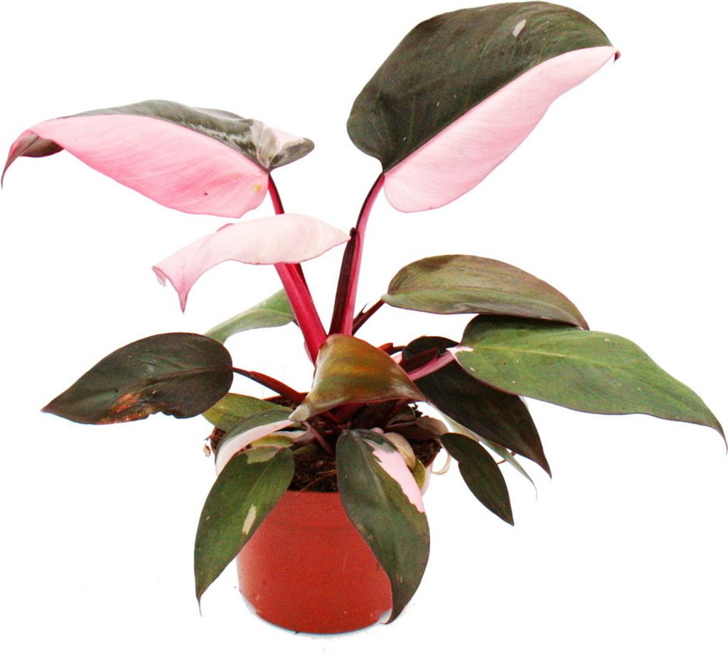 Filodendron Pink Princess - rózowo-czarny przyjaciel drzewa Zdjęcie produktu 