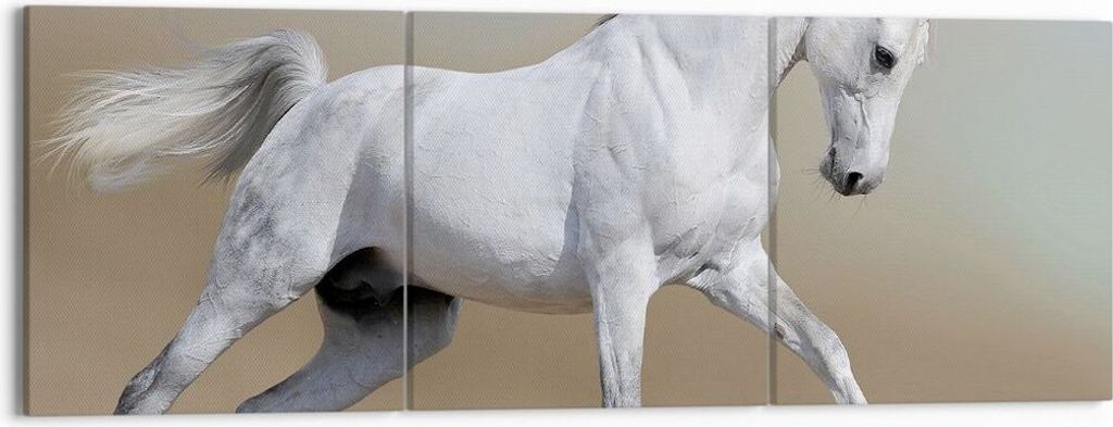 Bild auf Leinwand - Leinwandbild - Pferd weiß Tier - 150x50cm - Wand Bild - Wanddeko - Wandbilder - Leinwanddruck - Bilder - Kunstdruck - Wanddeko...