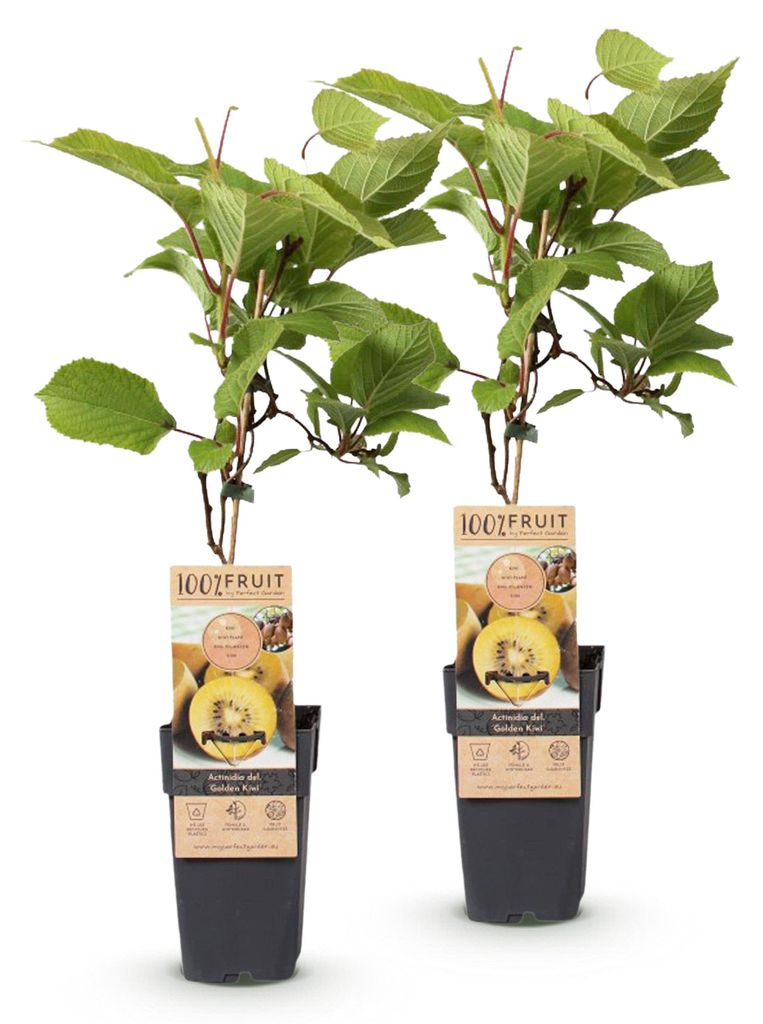 Green boutiQ - Obst Pflanze - Actinidia deliciosa Golden Produktbild 