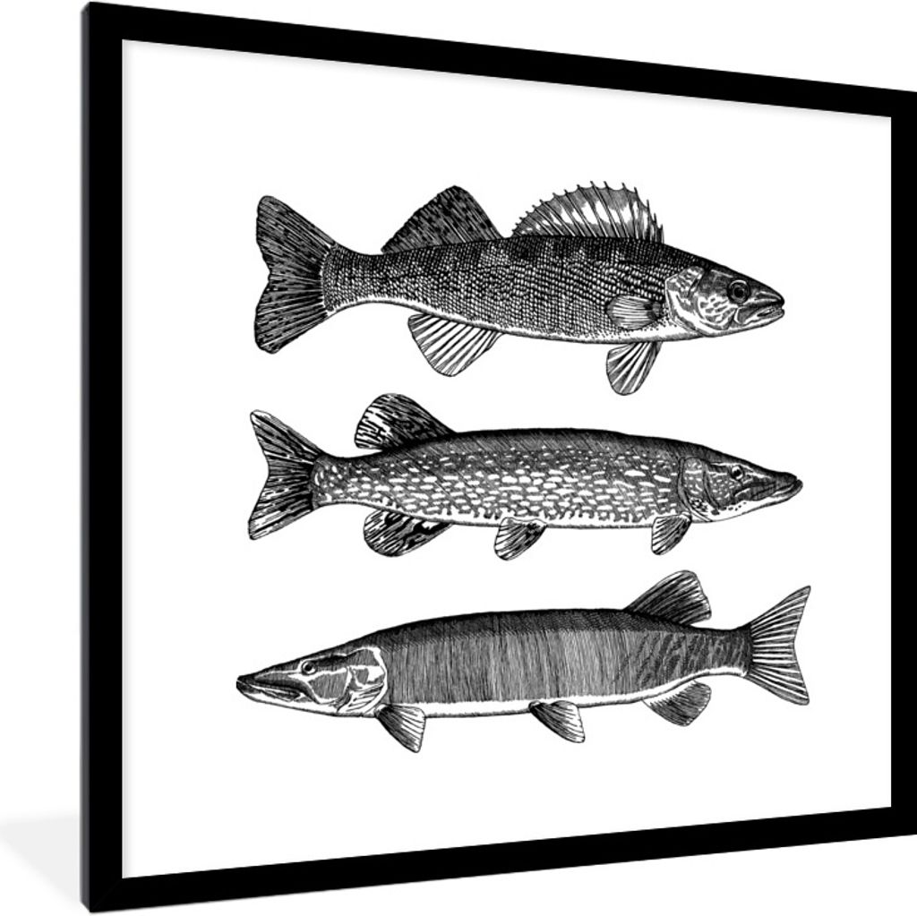 MuchoWow Gerahmtes Poster Eine Illustration von drei Fischen 40x40 cm - Poster mit Schwarzem Bilderrahmen Wandposter Rahmen Foto Bilder - Poster ...