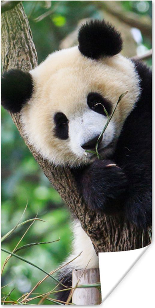MuchoWow Poster Panda - Welpe - Baum 60x120 cm - Wandschmuck