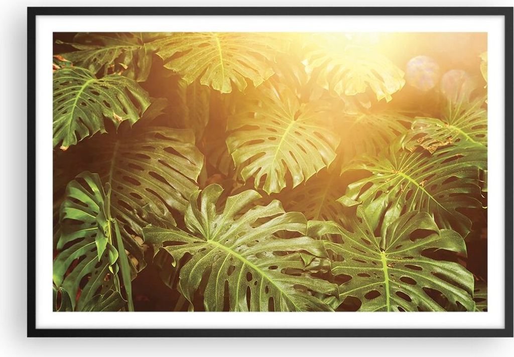 Gerahmtes Poster - Schwarzer Rahmen - Blätter Monstera Licht - 91,5x61 cm - Wand Bild - Wanddeko - Wandbilder - Kunstposter - Wandposter - Bilderr...