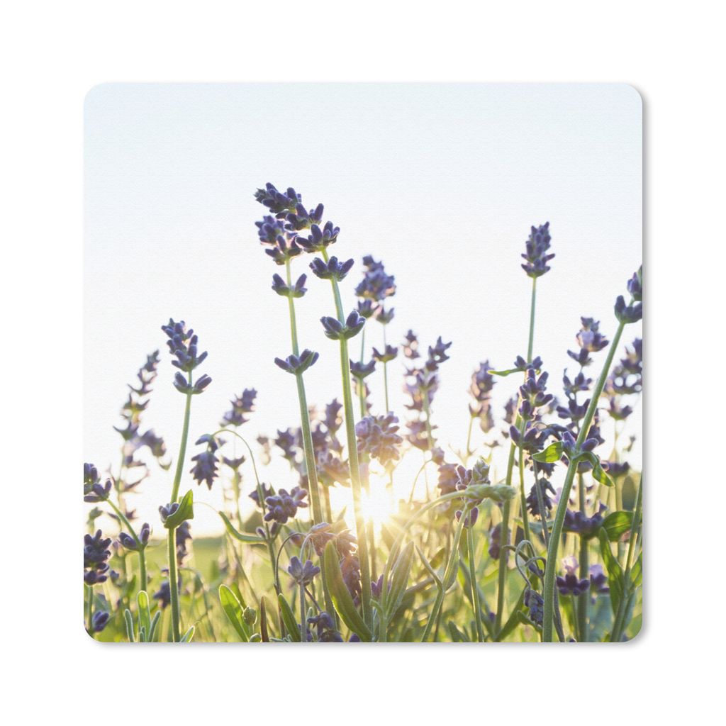 MuchoWow Mauspad Mousepad Nahaufnahme von Lavendel bei Sonnenuntergang 20x20 cm - Mousepads - Maus Mat - Pad - Mausunterlage - Desk Mat - Bureaua...