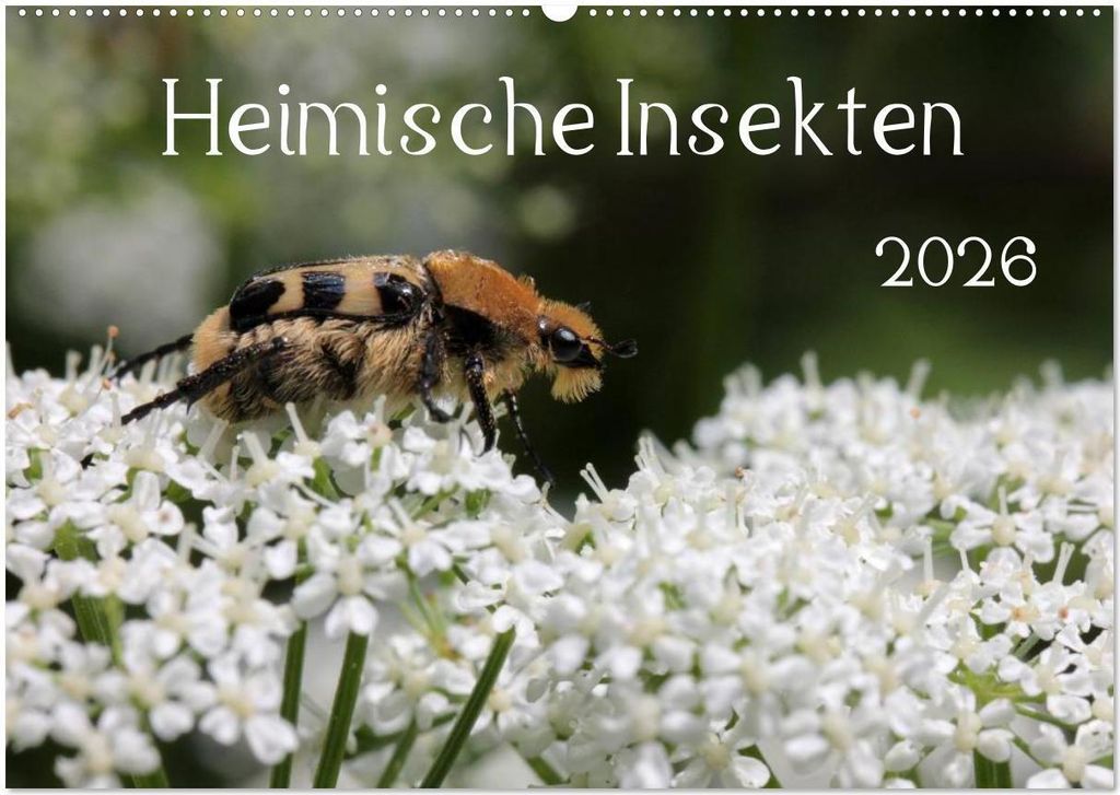 Heimische Insekten 2026 (Wandkalender 2026 DIN A2 quer), CALVENDO Monatskalender