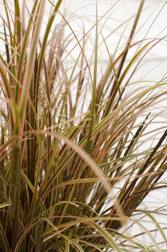Uncinia rubra Everflame rouge résistante au froid - Plante décorative