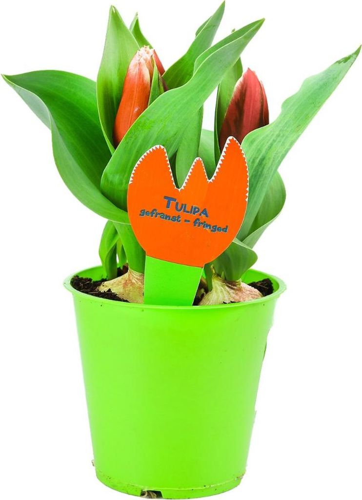 Enseleits Tulpen Pflanzen, Tulpe Rote Pflanze im Topf aus eigener Gärtnerei
