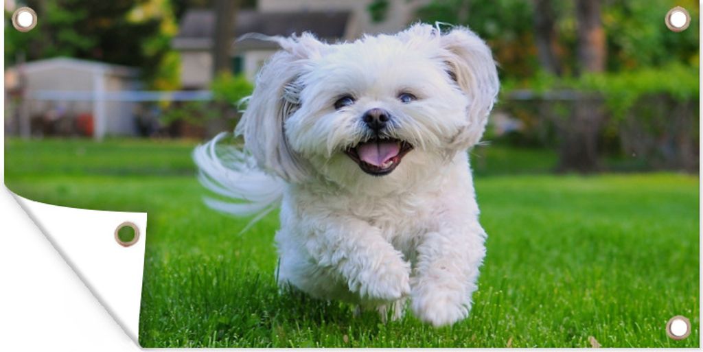 MuchoWow 80x40 cm Outdoor-Poster Gartendeko Sichtschutz Garten Poster für den Garten Ein Shih Tzu Hund läuft durch das grüne Gras