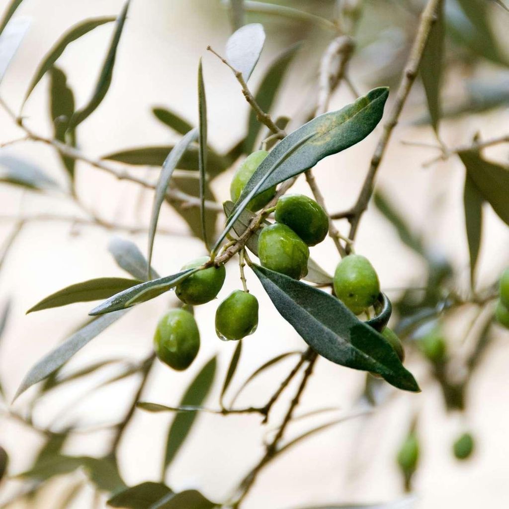 Olivenbaum - Olea europaea - Hhe 90-100cm - 21cm