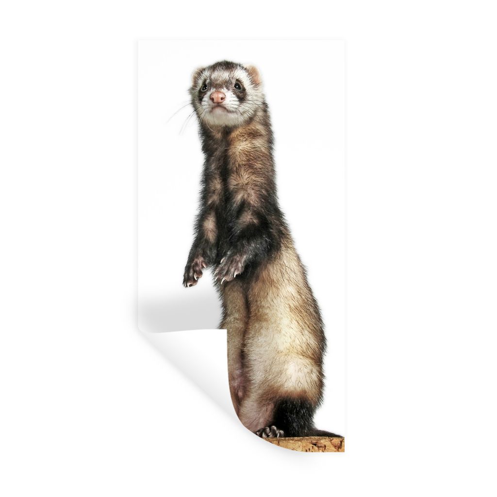 MuchoWow Wandtattoo Wandsticker Wandaufkleber Frettchen - Tiere - Fell 40x80 cm Selbstklebend und Repositionierbar - Repositionierbar - Wasser ab...