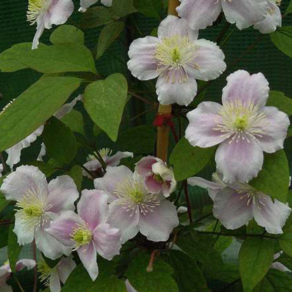 2 x Waldrebe - Clematis montana 'Rubens' | 50-60 cm in Container