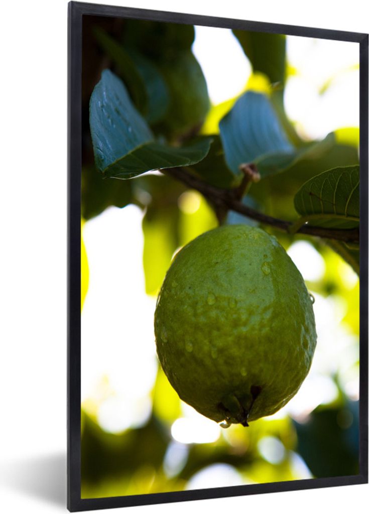 MuchoWow Gerahmtes Poster Nahaufnahme von Guave Frucht in einem Baum mit Sonnenlicht dahinter 20x30 cm - Poster mit Schwarzem Bilderrahmen Wandpo...