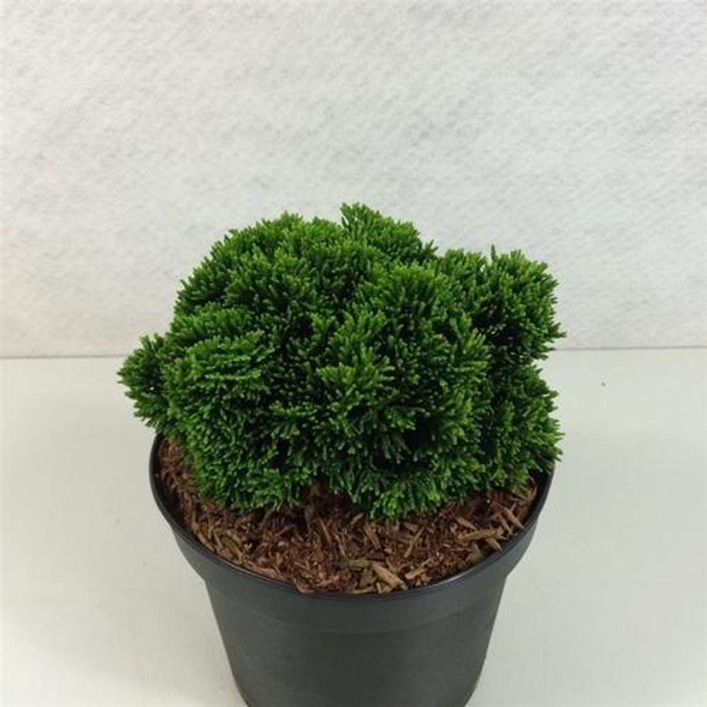 Chamaecyparis obt. 'Juniperoides' - Wacholderartige Hinoki-Scheinzypresse | 12-15 cm im topf