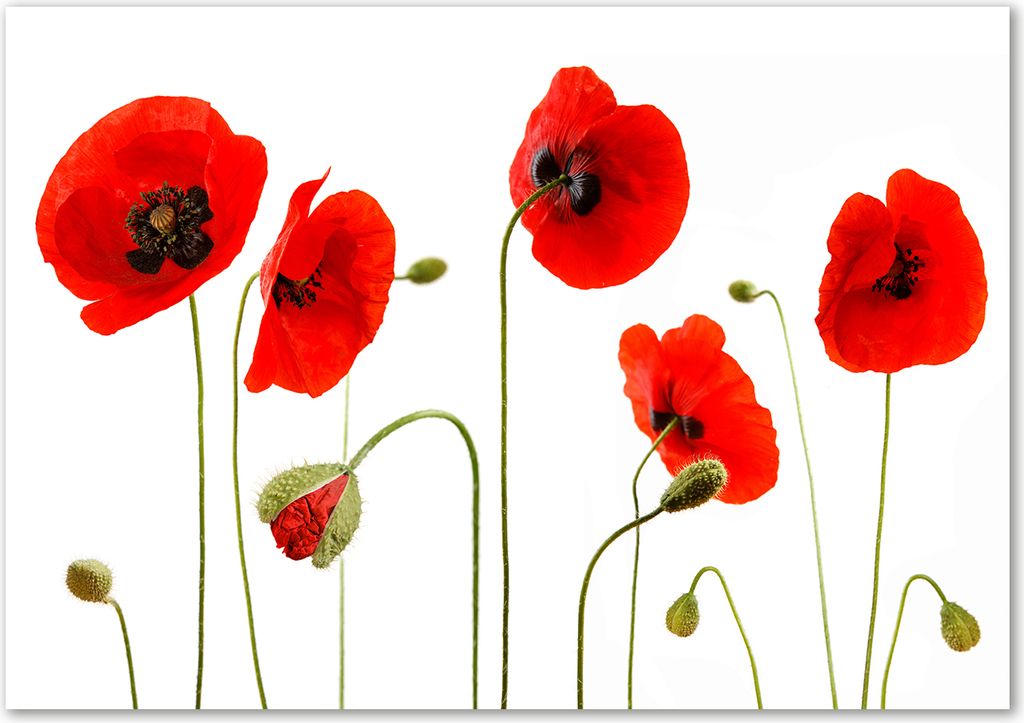Tulup Leinwandbild - 100x70 cm - Wandkunst - Drucke auf Leinwand - Leinwanddruck - Blumen & Pflanzen - Rot - Mohnblumen