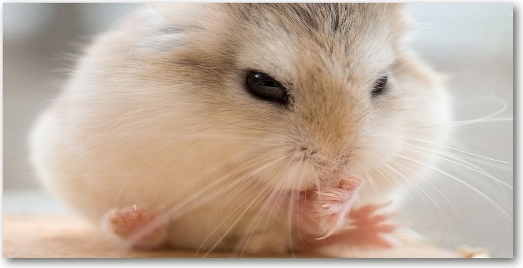 Tulup Leinwandbild - 120x60 cm - Wandkunst - Drucke auf Leinwand - Leinwanddruck - Tiere - Beige - Hamster