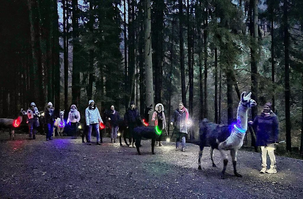 mydays Laternenwanderung mit Alpakas Neckargerach; Erlebnis verschenken oder selbst erleben; Gutschein für 1 Person(en)