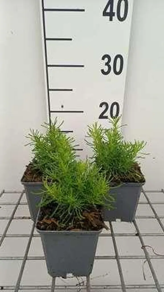 6 Santolina rosmarinifolia Lemon Fizz en pot de 9cm - Petit Cyprès Jaune