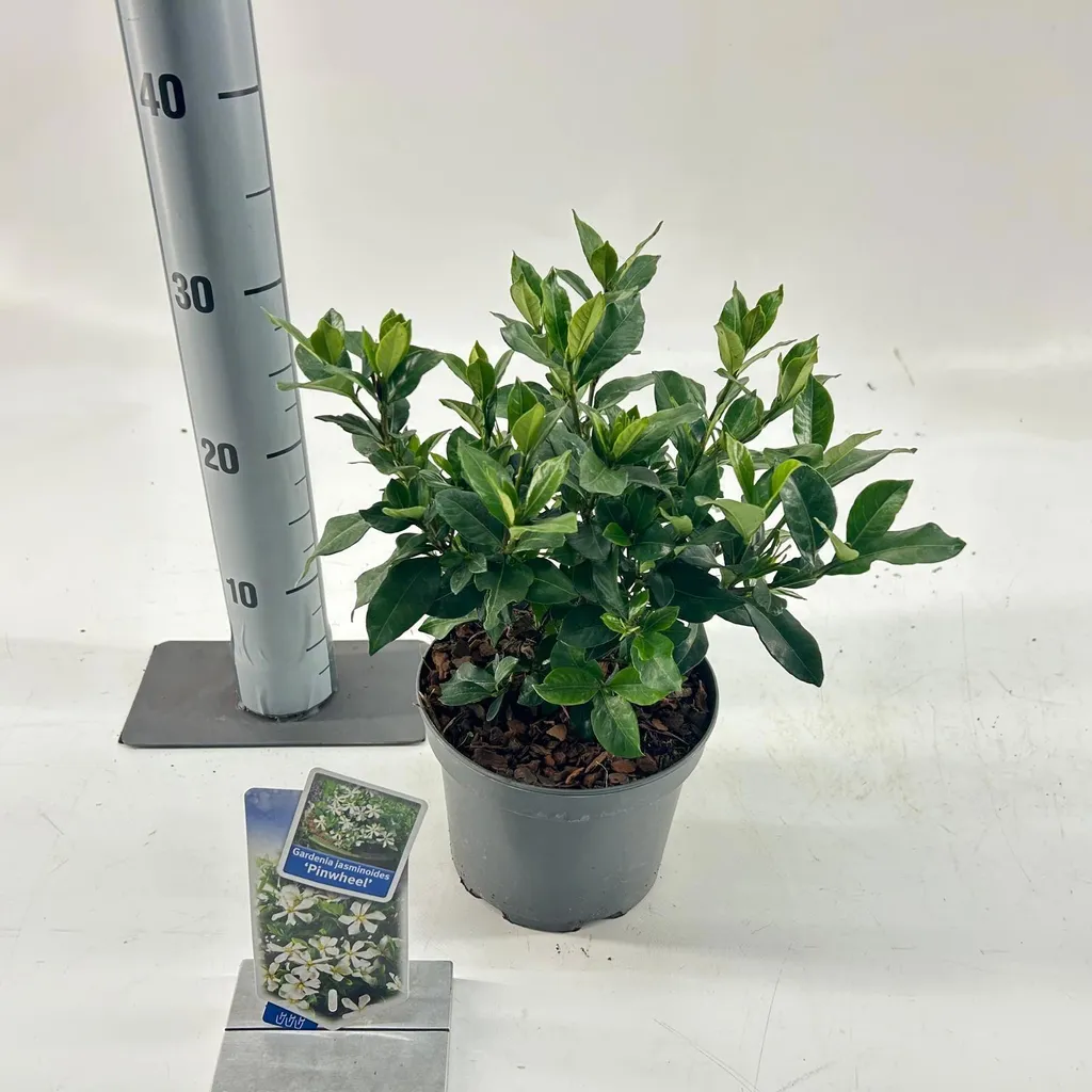 Aménager un balcon parfumé avec le Gardénia Pinwheel® 25-30 cm en pot