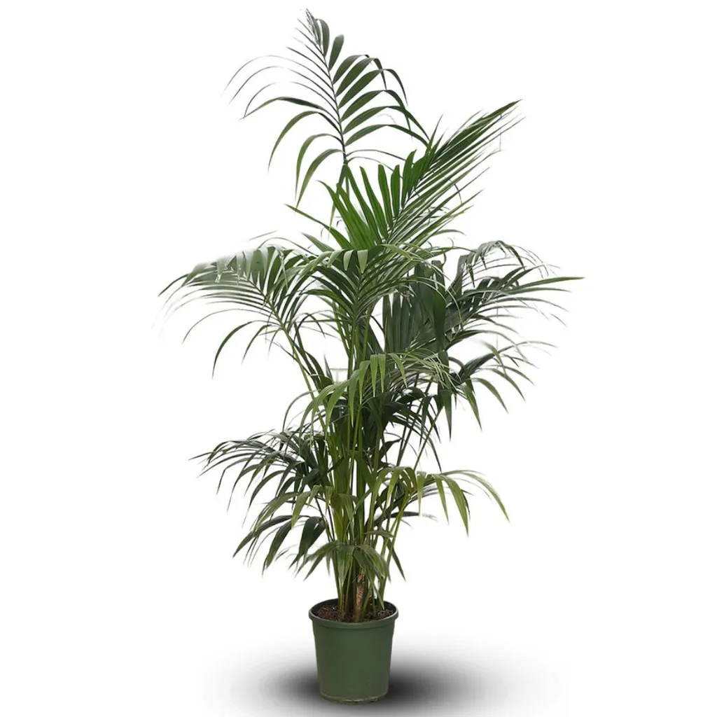 Kentia Howea Forsteriana : Le Palmier d'Intérieur Increvable de 180 cm
