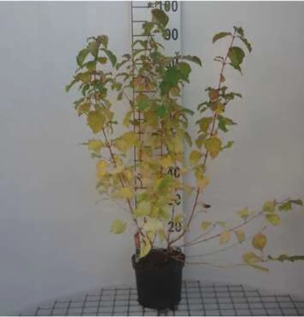 Arbuste d'ornement Cornouiller Midwinter Fire - Hauteur 40-50 cm en Pot