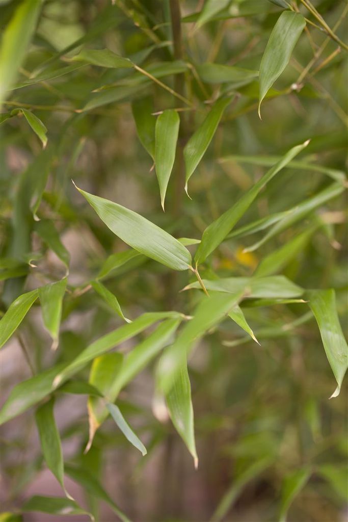 Phyllostachys bissetii, Bambus, grün, 125-150 cm