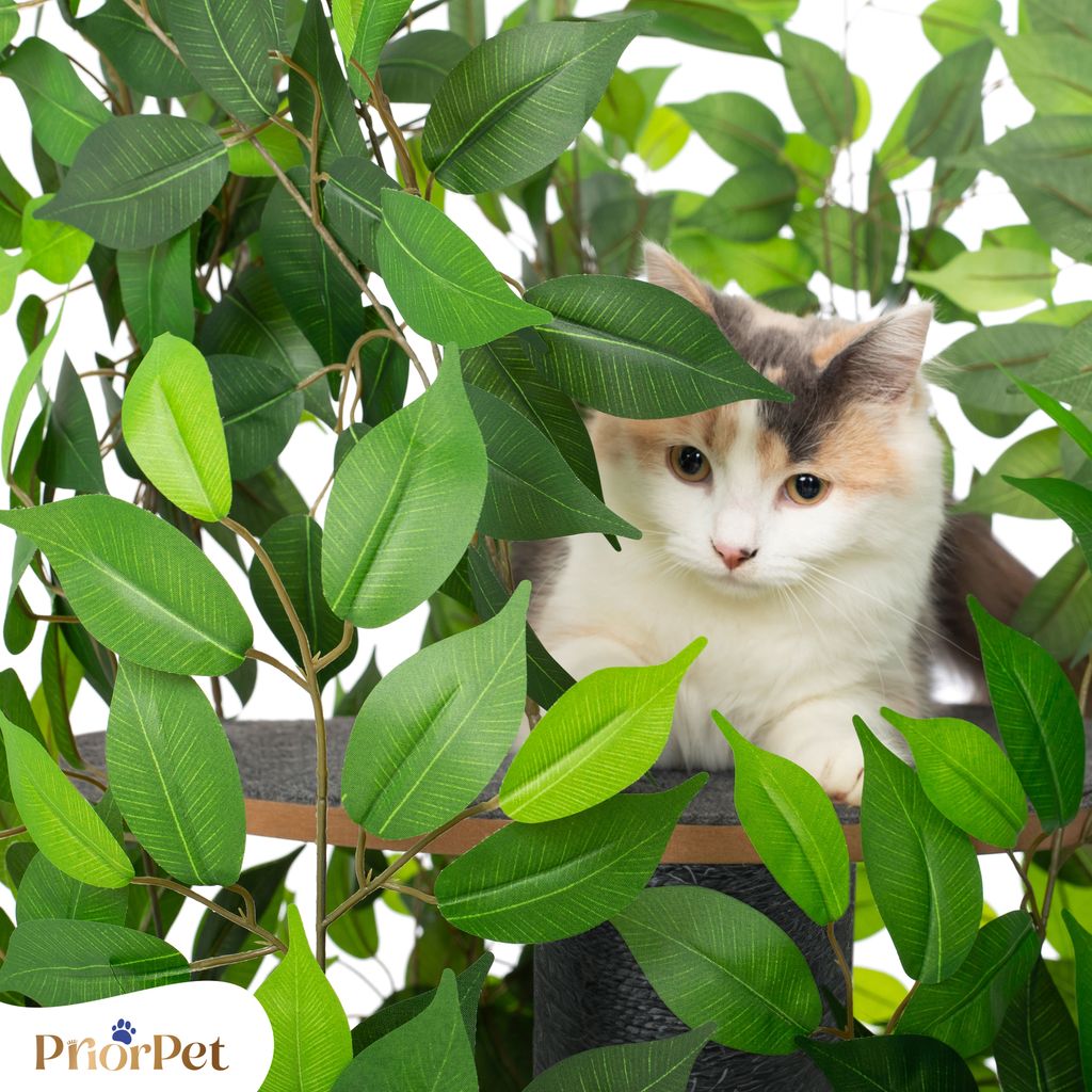 Kratzbaum Natur zum Klettern, Verstecken und Schlafen - Produktbild 9