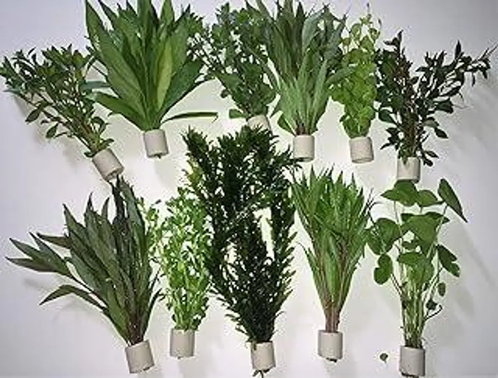 Piante Acquatiche Vere Resistenti 50 Steli 5 Mazzi Extra per Pesci Rossi