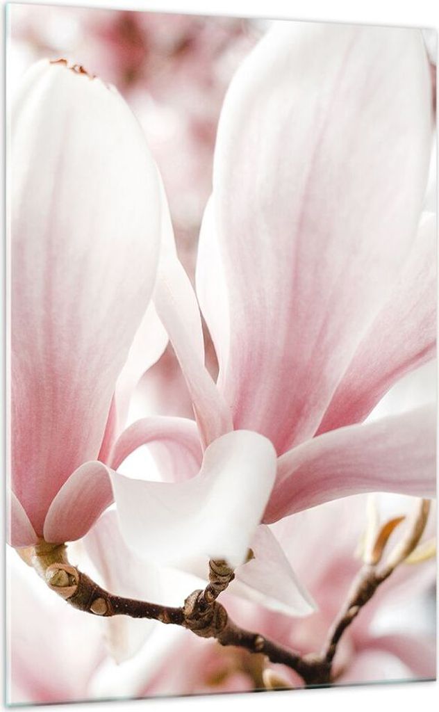 Bilder auf glas - Einteilig - Zweig Magnolie Blume - 70x100cm - Glasbilder - Wandbilder - Bilder - zum Aufhängen bereit - Wanddekoration aus Glas ...