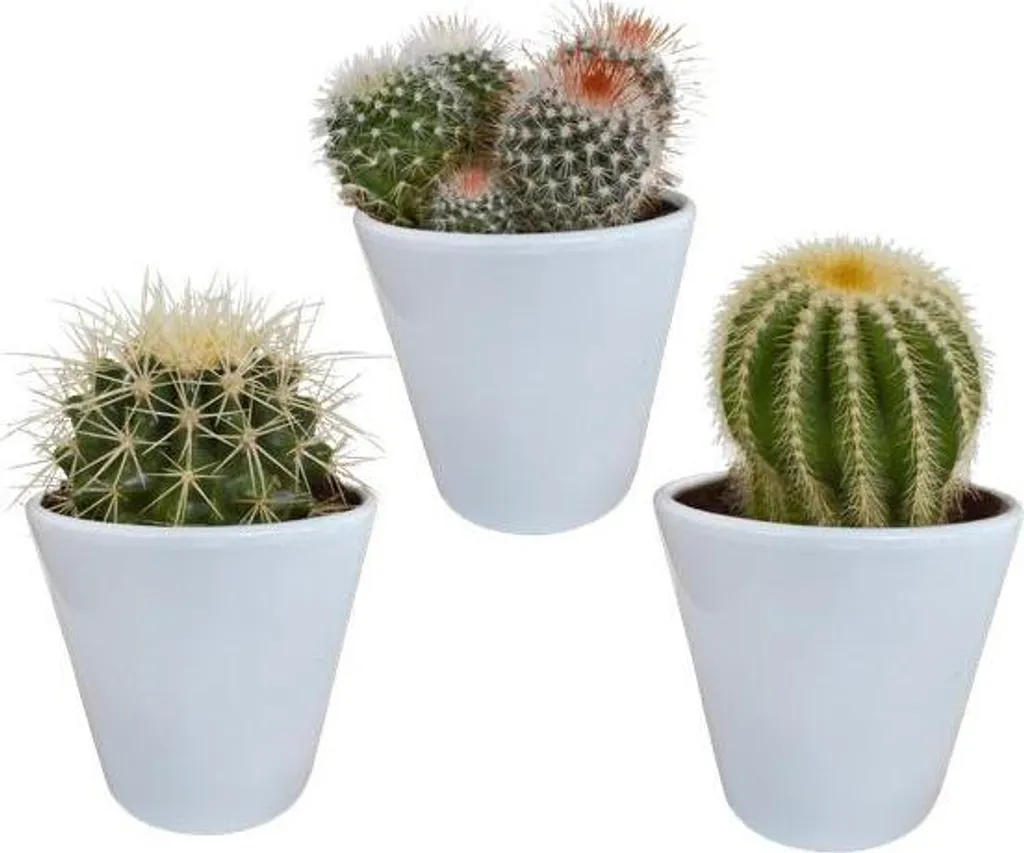 Assortiment de 3 cactus boules Ø 8,5 cm en pots blancs pour intérieur