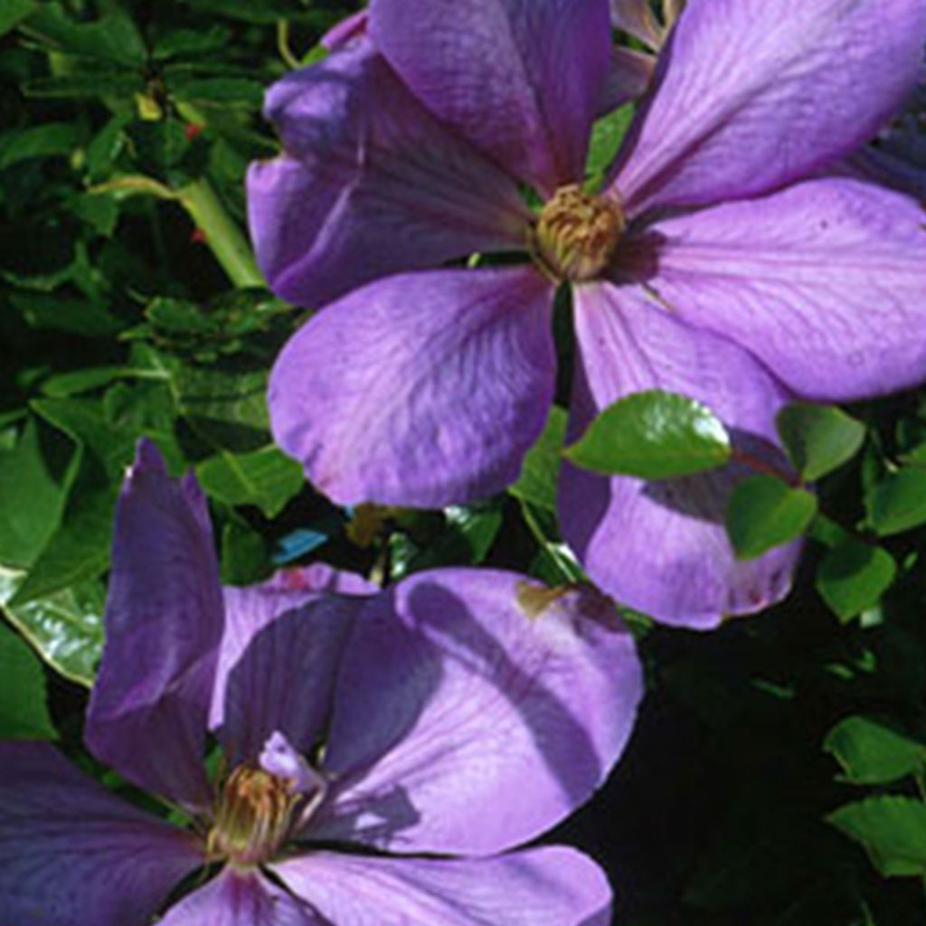 2 x Waldrebe - Clematis 'Mrs Cholmondeley' | 50-60 cm in Container