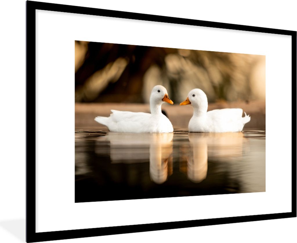 MuchoWow Gerahmtes Poster Ente - Weiß - Tiere - Wasser - Vogel - Enten 90x60 cm - Poster mit Schwarzem Bilderrahmen Wandposter Rahmen Foto Bilde...