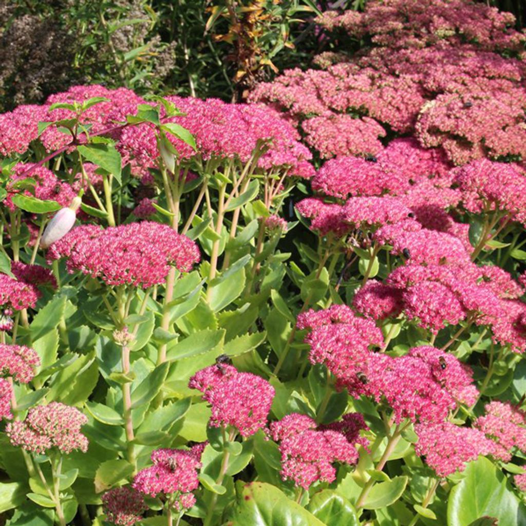 6 x Orpin haut  - Sedum « Herbstfreude »  | Pot 9 cm x 9 cm Image du produit 